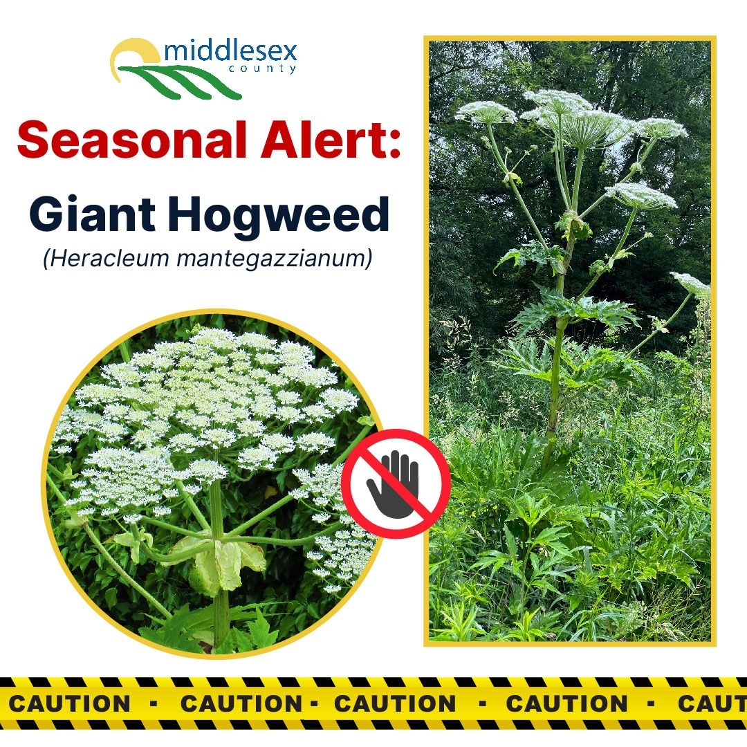 seasonal-alert-giant-hogweed-middlesex-county